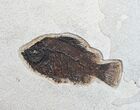 Prepare Your Own Fossil Fish Kit - Cockerellites (Priscacara) - Photo 3